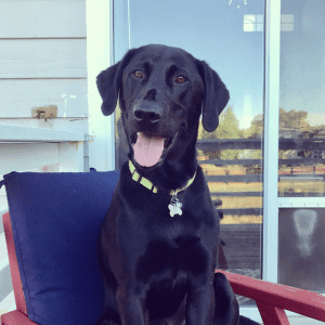 A black dog sitting in a blue chair on a back porch.