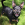 Kicsi, de hatalmas fekete és barna kutya áll a fűben.