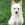 A white dog sitting at attention in the grass.