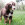 Un petit chien brun et blanc marchant dans l'herbe avec la tête inclinée.
