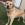 Un perro marrón de pie en la hierba delante de una valla roja y una casa marrón.
