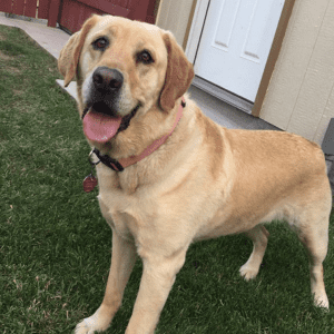 Um cão castanho de pé na relva em frente de uma cerca vermelha e uma casa castanha.