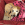 Lille brun hund i en seng med rødt mønster.