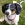 A small white, black, and brown dog sitting in the grass.