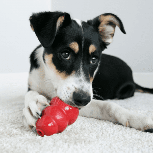 A black, white, and brown dog laying on a white carpet with a KONG Classic.