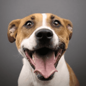 Headshot of a brown and white dog with its mouth open.