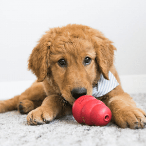 goldener Hund mit rotem KONG