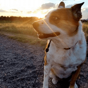 Um cão branco e castanho de trela sentado num trilho ao pôr-do-sol.