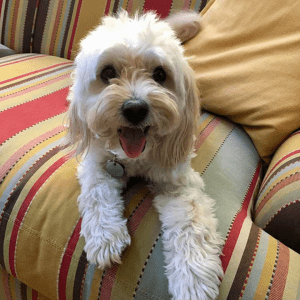 Un perro blanco y marrón sentado en un sofá de rayas multicolores.