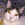 Un gatto bianco e marrone con occhi gialli che guarda nella telecamera.