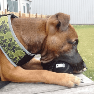 Een bruine hond zittend in een tuin met een zwarte KONG bal in zijn bek.