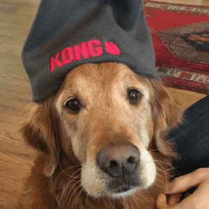 Un cane marrone seduto all'interno con un cappello KONG in testa.