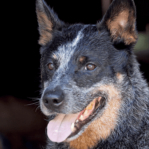 Headshot of a black and brown dog.
