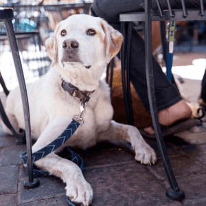 Cão branco com uma trela azul debaixo de uma mesa