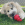 Un chien blanc avec des taches noires qui lèche les friandises d'un jouet KONG Classic rouge.