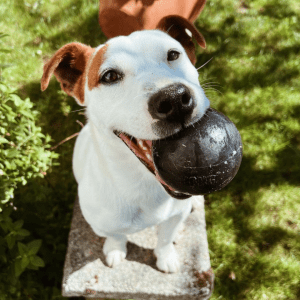 White and brown dog with black KONG Extreme ball in its mouth.