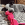Grauer und schwarzer Welpe mit rosa KONG Wubba im Maul.