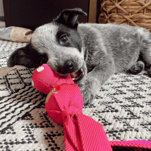Gray and black puppy with pink KONG Wubba in its mouth.