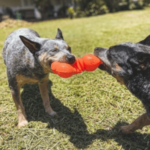 Gray and brown dogs tugging a red KONG toy.