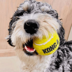 White and gray dog with KONG tennis ball.
