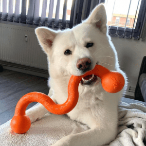 White dog holding a KONG chew stick toy.