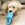 Cachorrinho dourado com brinquedo azul KONG.