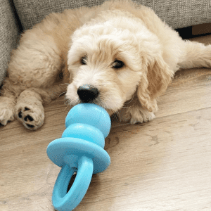 Gold puppy with blue KONG puppy toy.