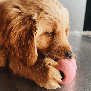 Brown dog chewing on a pink KONG Classic.