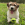 Brown and white dog with a KONG tennis ball.