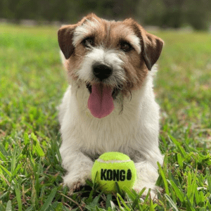 Brown and white dog with a KONG tennis ball.