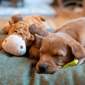 A puppy sleeping on a green pillow next to a KONG plush moose toy.