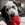 Un dalmatien tenant une balle KONG rouge tout en étant couché à l'intérieur.