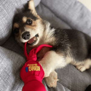 A small brown and black corgi chewing a KONG Wubba toy.