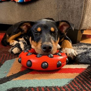 A black and brown dog asleep on a rug with head resting on a KONG chew toy.