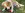 Bruin en wit hond ligt in het gras te eten van een KONG Classic.