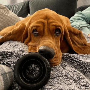 A floppy-eared basset hound laying on a blanket with a KONG Extreme chew toy near his nose.