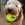 Un chien brun et blanc qui tient une balle KONG dans sa gueule.