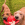 Zwei braune Hunde, die ein rotes KONG-Spielzeug aus einer Hand im Vordergrund ziehen.