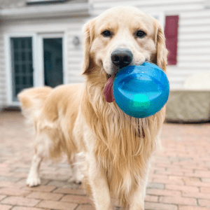 kong dog toy tester