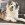 Ein weißer Hund mit braunen und schwarzen Flecken, der einen KONG Fußball im Maul hält.