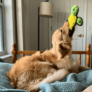 A brown dog laying on a bed holding a green and yellow KONG plush toy turtle in the air.