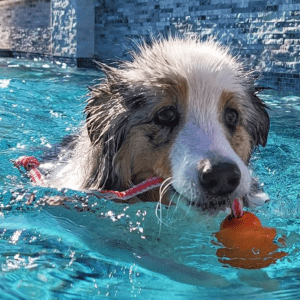 kong dog pool