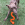 Een bruine hond staat in het gras met een oranje Kong kauwspeeltje in zijn mond.