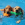 Zwei braune Hunde schwimmen in einem Pool und halten ein KONG Wubba Wasserspielzeug im Maul.