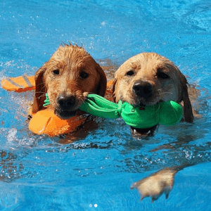 kong dog pool