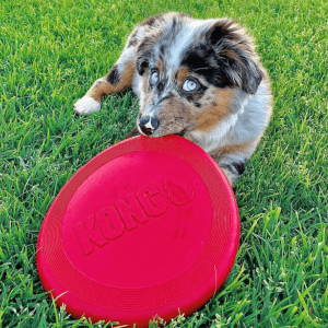 A mixed color small dog ith blue eyes holding a KONG flyer while laying int he grass.