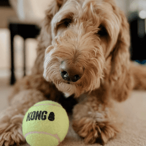 A brown dog laying on the carpet with a KONG ball in front of him.