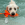 Cão branco a sair da água com um brinquedo KONG laranja na boca.