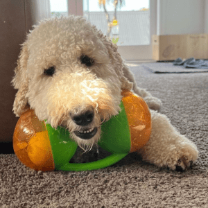 A labradoodle chewing on a green and orange KONG toy.