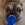 Eine braune französische Bulldogge hält ein blaues KONG Wubba Spielzeug.